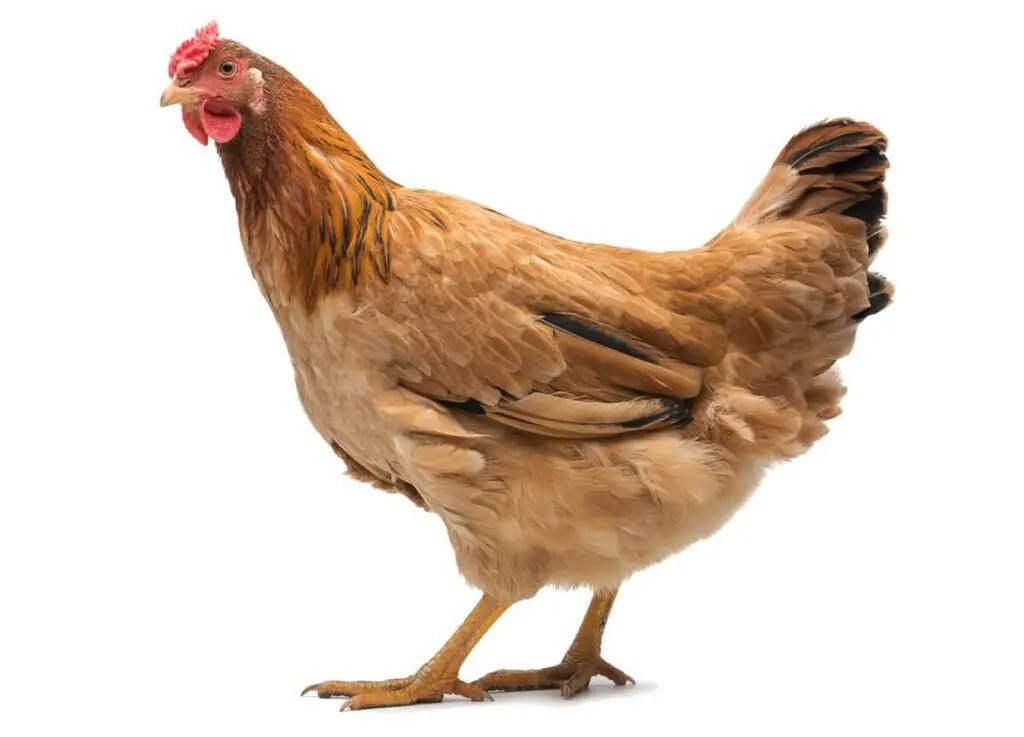 Red Adult Hen