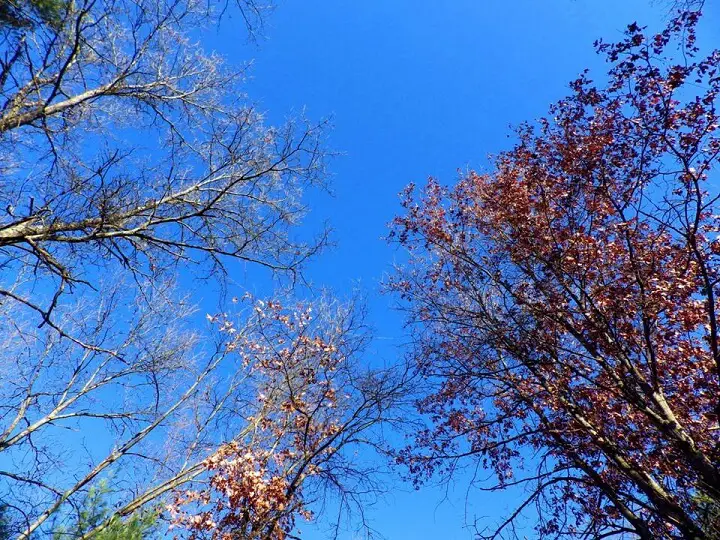 Red Oak and White Oak Leaves