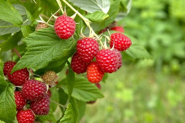 Red Raspberries On Bush