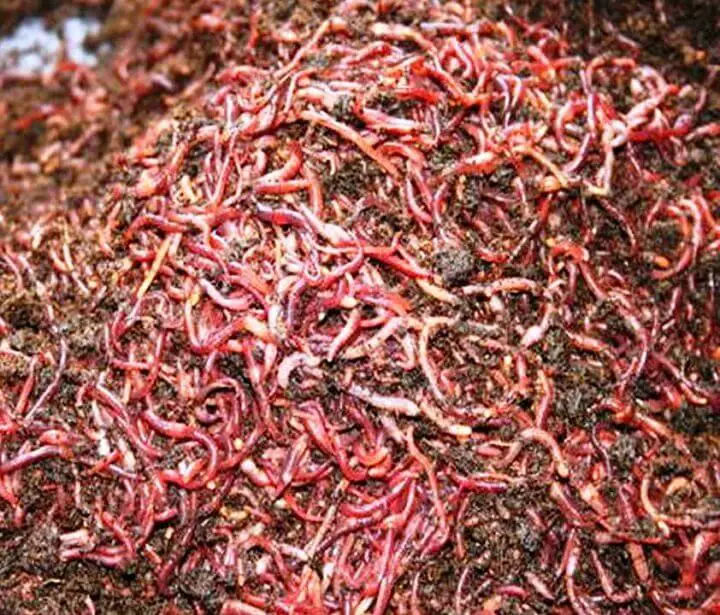 Red Wiggler Worms