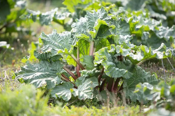 Rhubarb Plant in Field