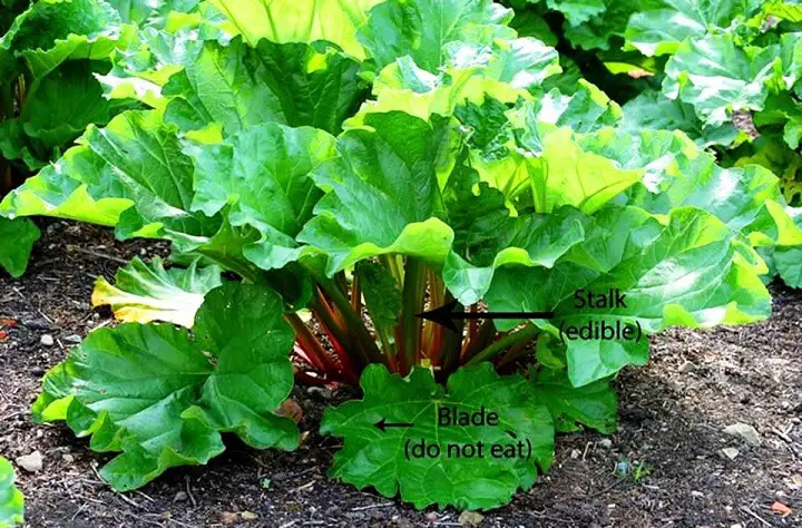 Rhubarb Plant Labeled