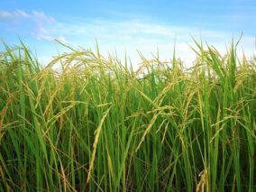 10 Homestead Survival Tips For Beginners