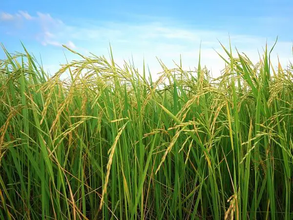 Rice Field