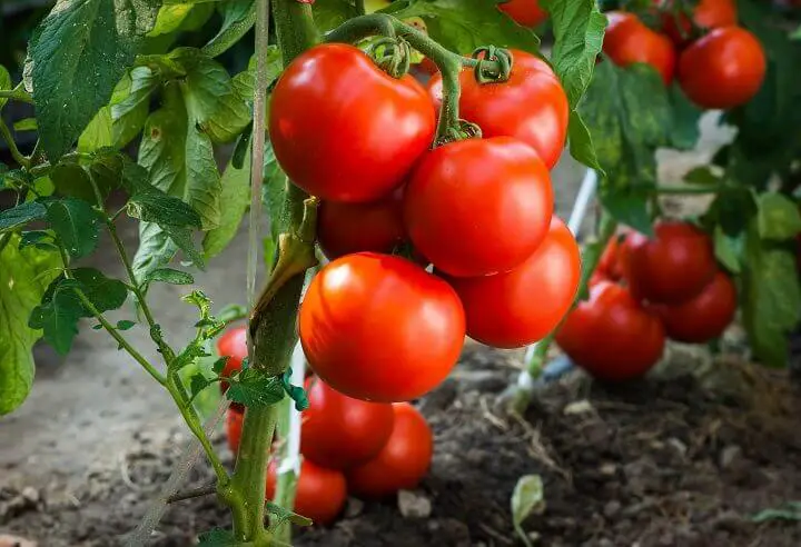 Ripe Tomatoes in Garden