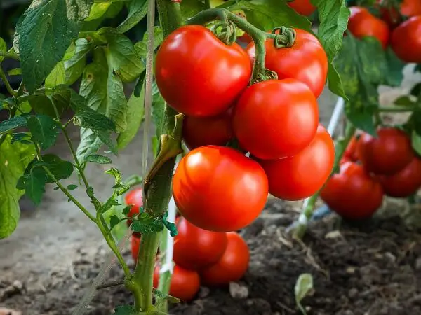 Ripe Tomatoes in Garden