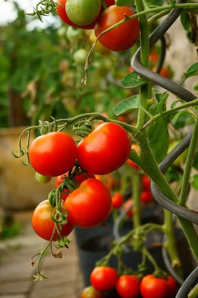 Ripe Tomatoes on Vine