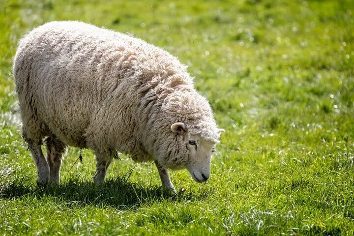 Romney Sheep Grazing
