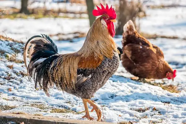 Rooster in the Snow