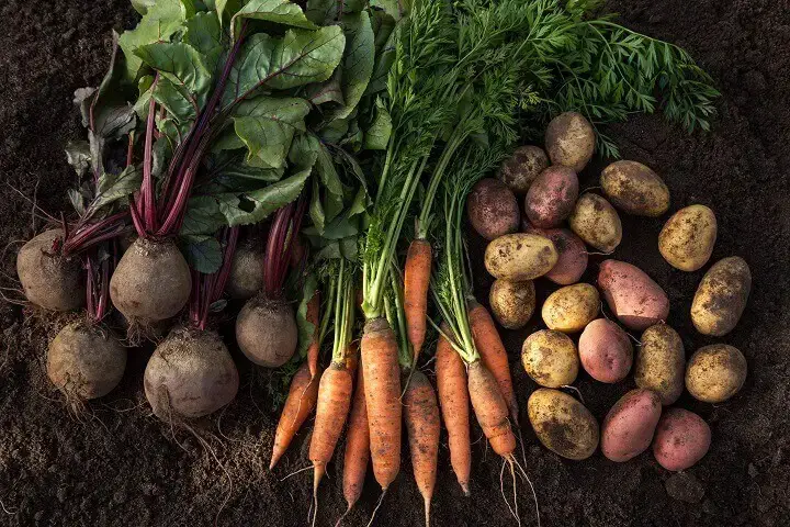 Root Vegetables