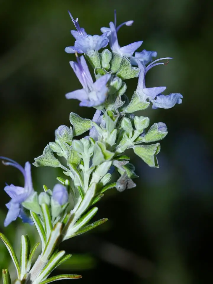 Rosemary Plant With Blue Flowers