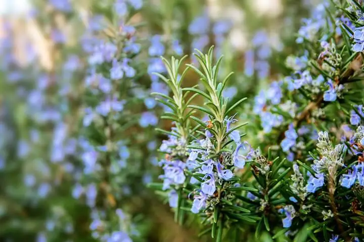Rosemary Plant and Flowers