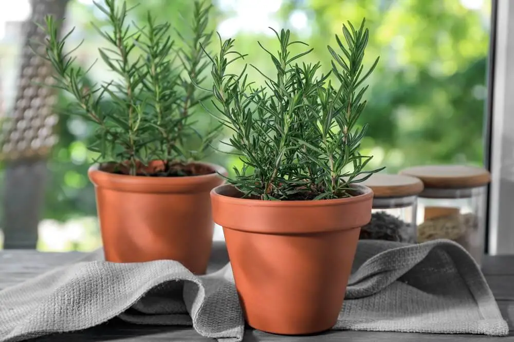 Rosemary Plants