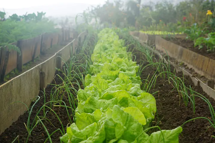 Row of Organic Plants