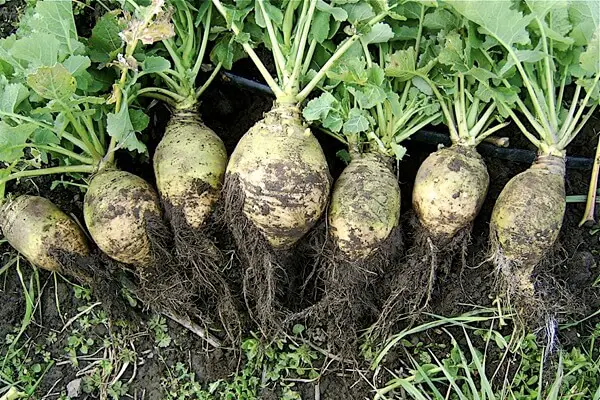 Rutabagas Harvested