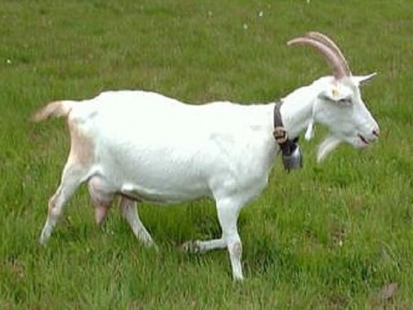 Saanen Goat