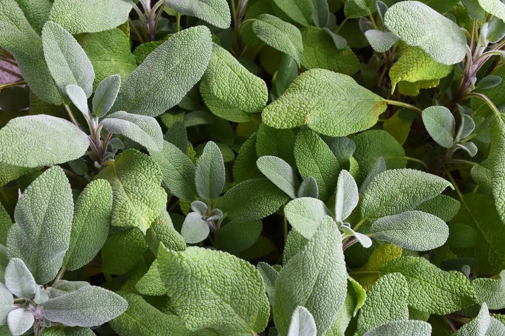 Sage Plant Up Close