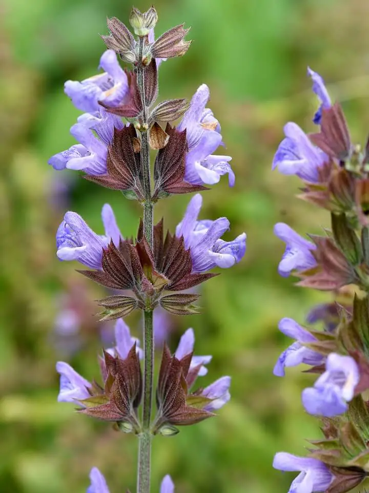 Sage Plant With Purple Flowers