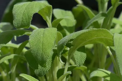 Sage Plant