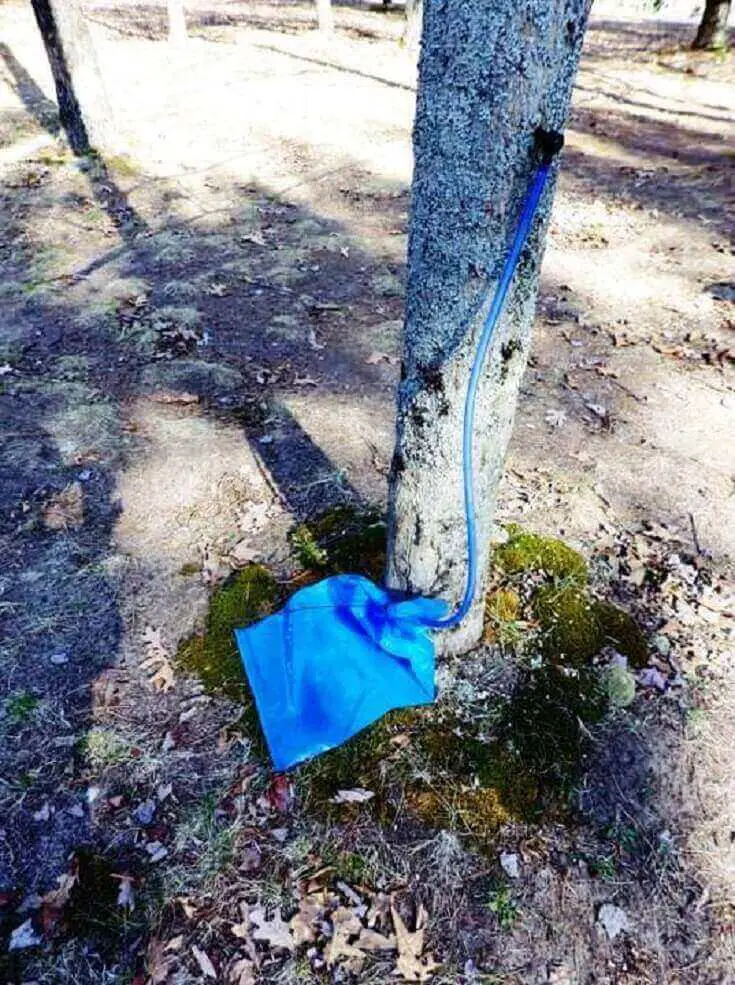 Sap Bag In Position