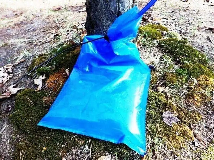 Sap Flowing Into Bag