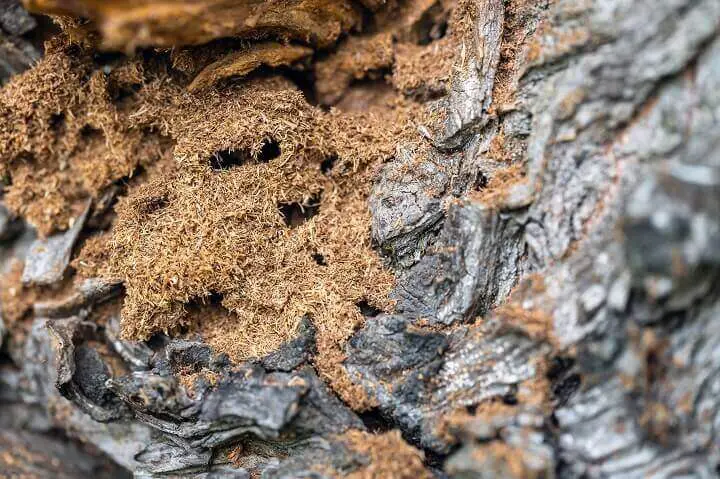 Sawdust from Anthill in Tree