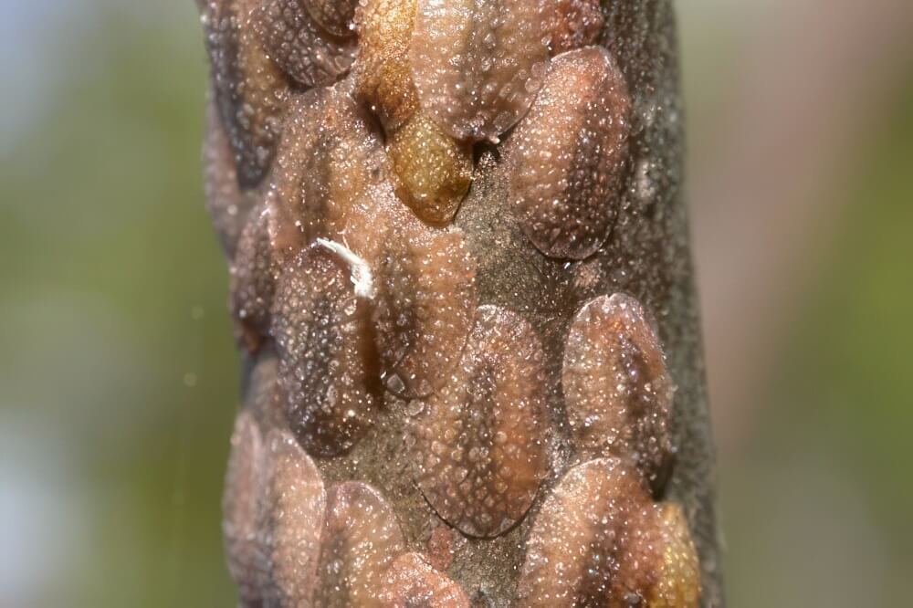 Scale Bugs on Stem