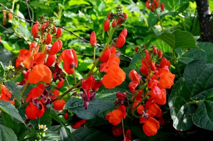 Scarlet Runner Bean Plants