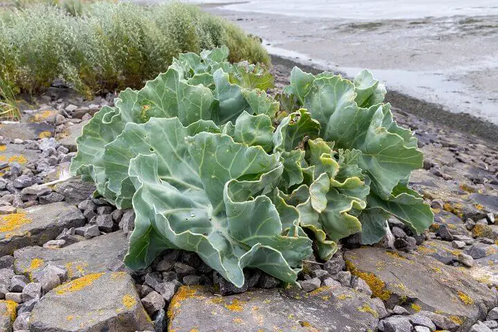 Sea Kale Near Water