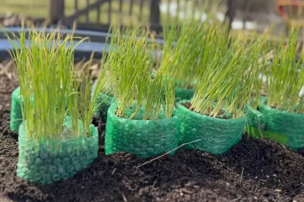 Seed Snail Seedlings