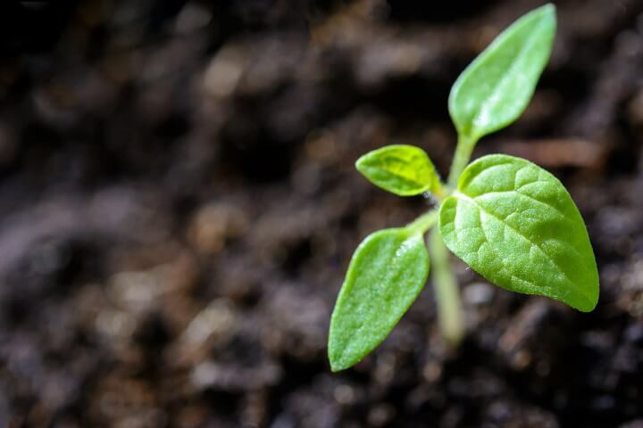 Seedling Growing In Soil