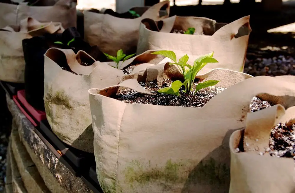 Seedling in a Grow Bag