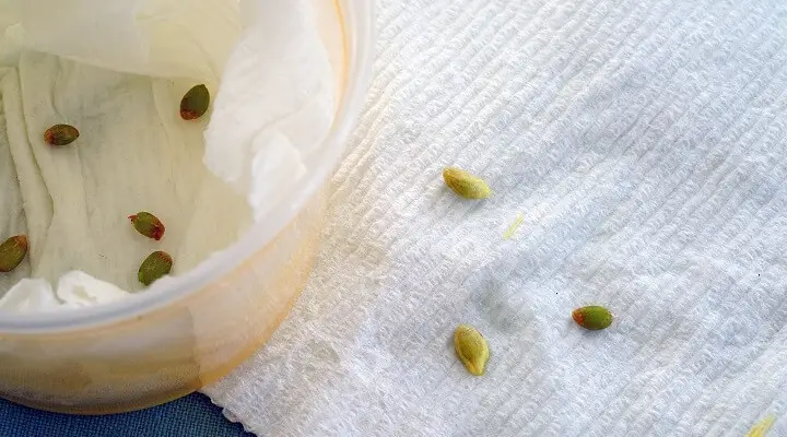 Seeds on Wet Paper Towel