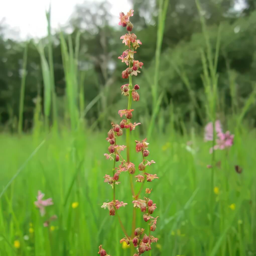 Sheep Sorrel (Rumex acetosella)