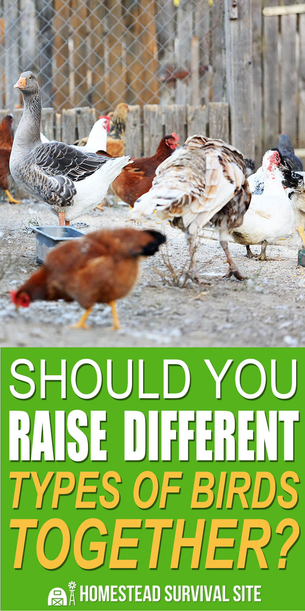 Should You Raise Different Types Of Birds Together?