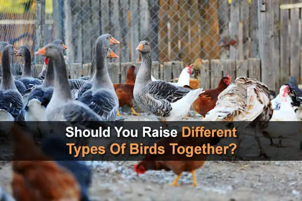 Should You Raise Different Types Of Birds Together?