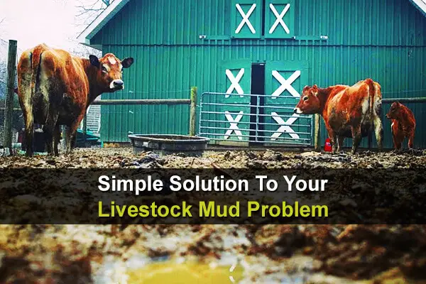 Simple Solution To Your Livestock Mud Problem