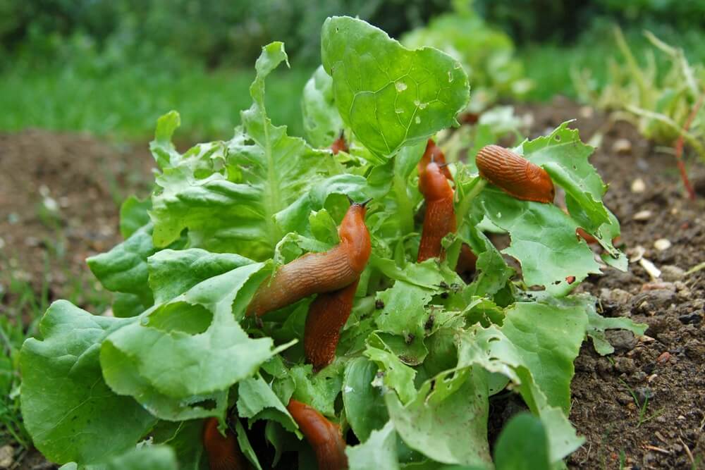 Slugs on Plants