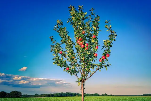 Small Apple Tree