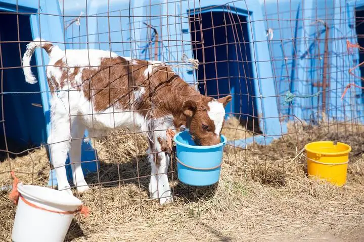 Small Calf Eating From Bucket