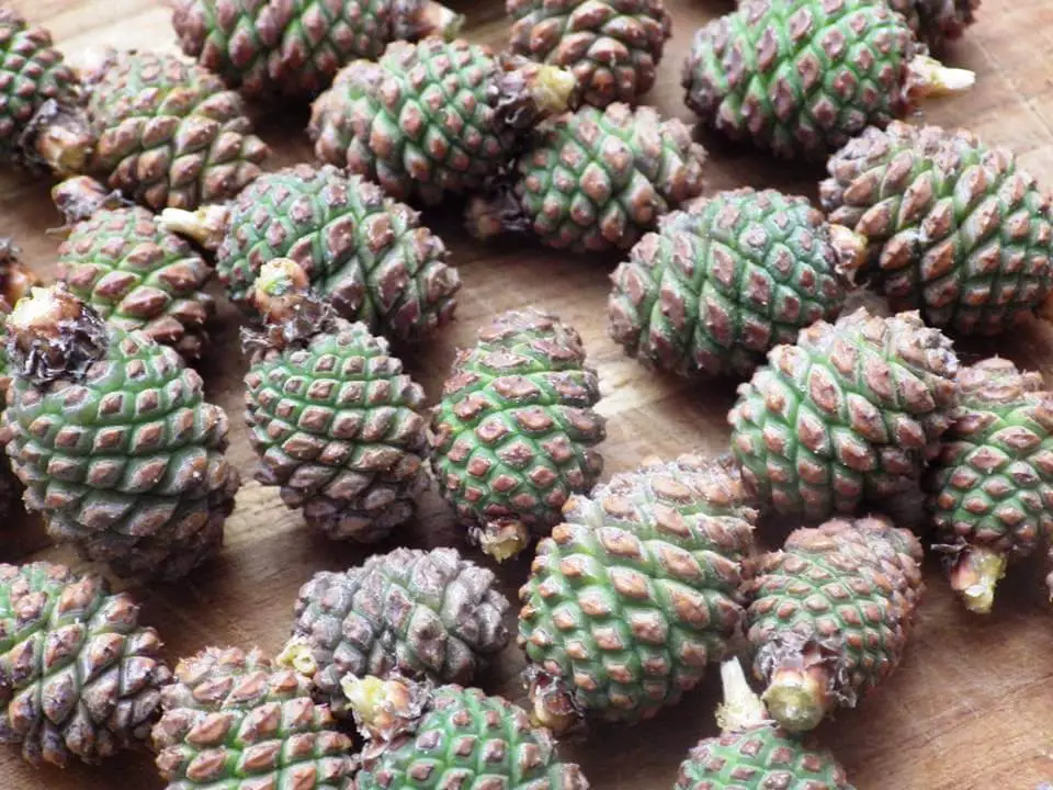 Small Green Pine Cones