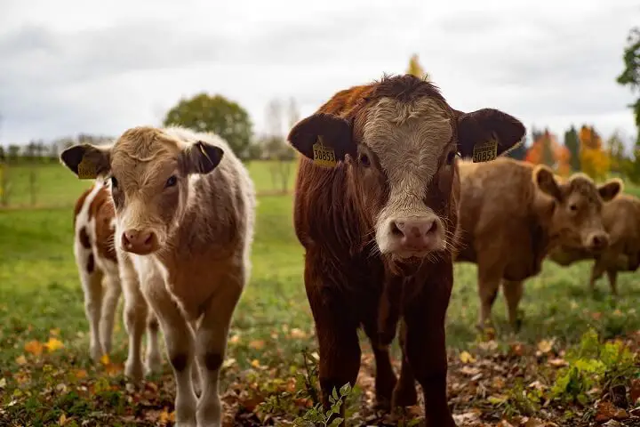 Small Herd of Cows On Farm