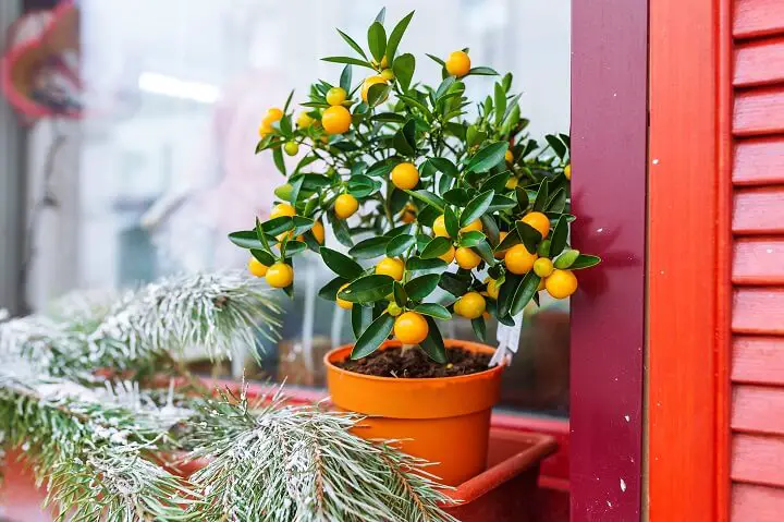 Small Mandarin Tree In Pot