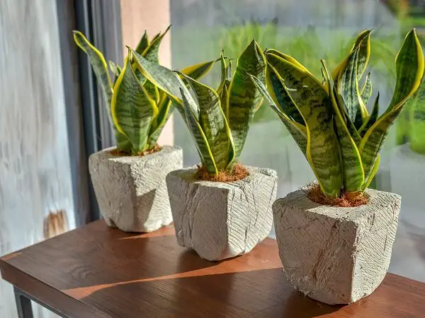 Snake Plants by Window