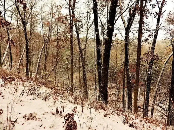 Snow Below Trees