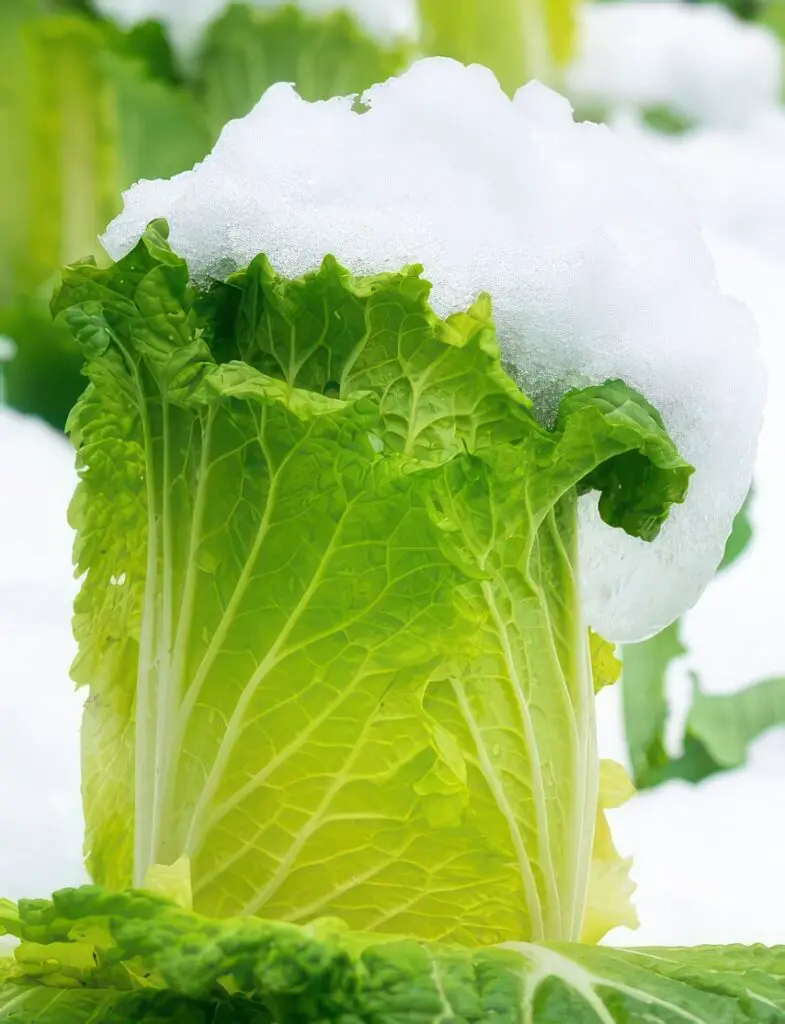 Snow on Cabbage