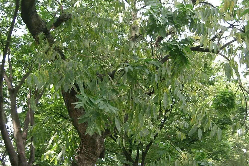 Soapberry in Tree