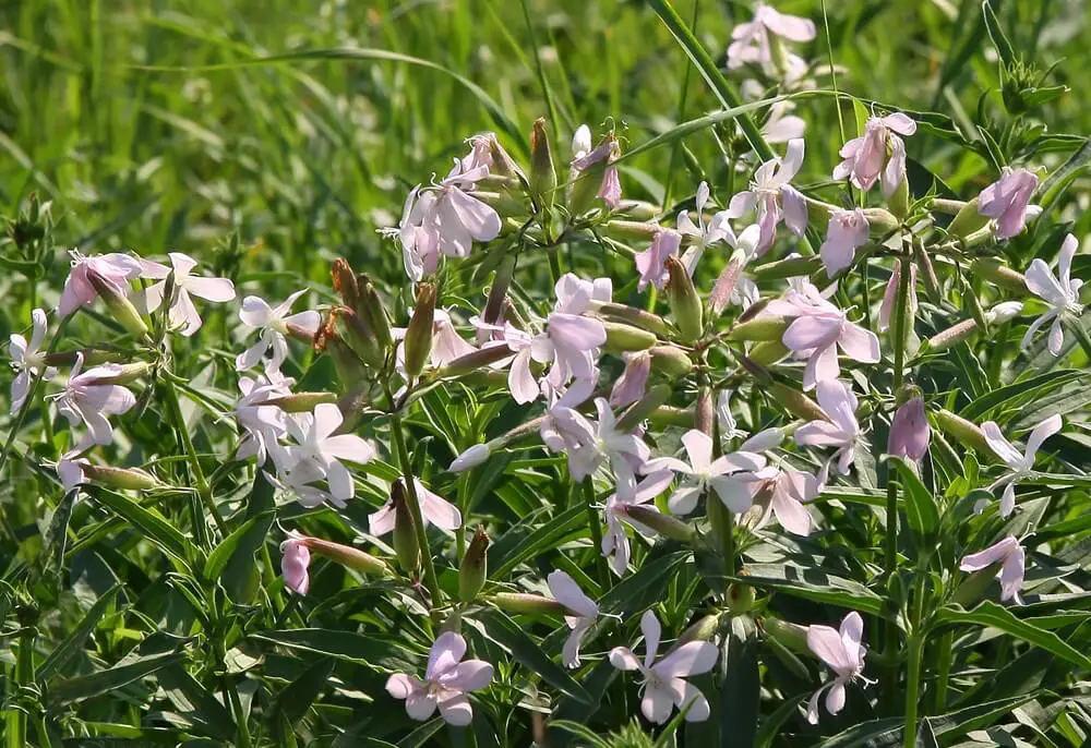 Soapwort