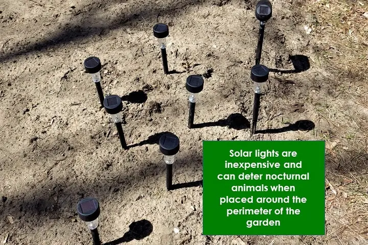 Solar Lights In Ground