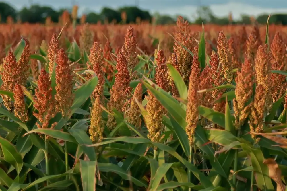 Sorghum Crop in Field